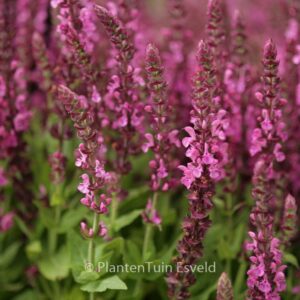 Salvia nemorosa 'Sensation Compact Bright Rose'