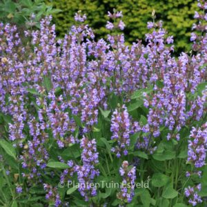 Salvia officinalis