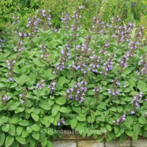 Salvia officinalis 'Berggarten'