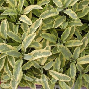 Salvia officinalis 'Icterina'