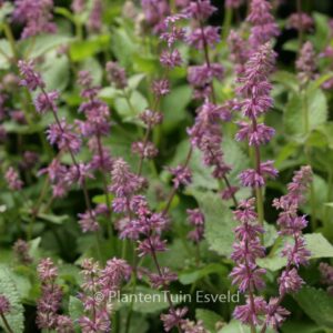Salvia verticillata 'Endless Love'