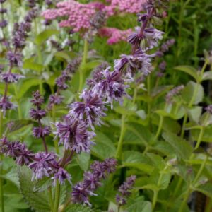 Salvia verticillata 'Hannay's Blue'