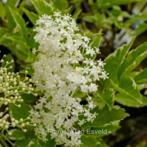 Sambucus nigra 'Alcsam' (GOLD SPARK)