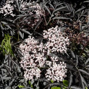 Sambucus nigra 'Eva' (BLACK LACE)