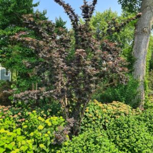 Sambucus nigra 'Laced Up'