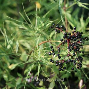 Sambucus nigra 'Linearis'