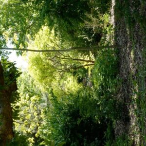 Sambucus racemosa 'Plumosa Aurea'