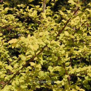 Sambucus racemosa 'Sutherland Gold'