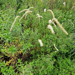Sanguisorba 'All Time High'