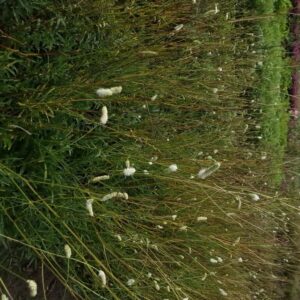 Sanguisorba 'Burr Blanc'