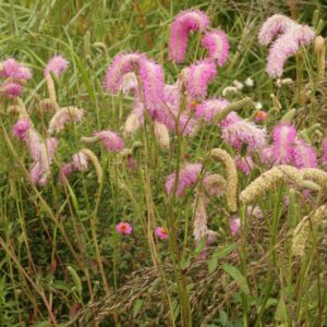 Sanguisorba 'Pink Brushes'