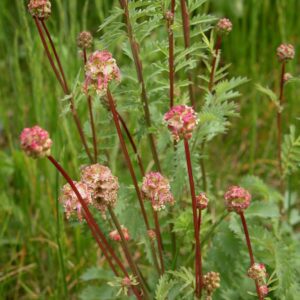 Sanguisorba minor