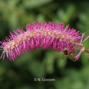 Sanguisorba obtusa