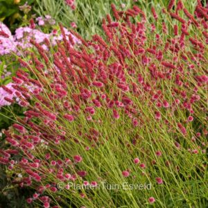 Sanguisorba officinalis 'Japan'