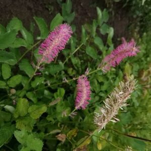 Sanguisorba officinalis 'Lemon Splash'