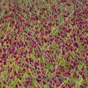 Sanguisorba officinalis 'Miss Elly'