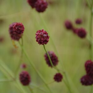 Sanguisorba officinalis 'Morning Select'