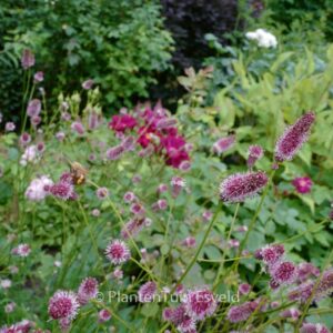 Sanguisorba officinalis 'Pink Tanna'