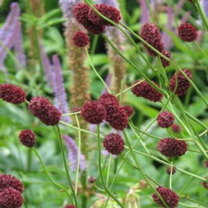 Sanguisorba officinalis 'Tanna'