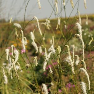 Sanguisorba tenuifolia 'Korean Snow'