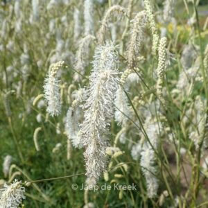 Sanguisorba tenuifolia 'Parviflora'