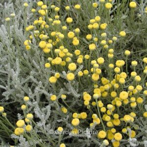 Santolina chamaecyparissus