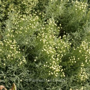 Santolina chamaecyparissus 'Edward Bowles'