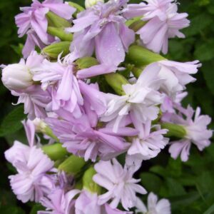 Saponaria officinalis 'Rosea Plena'