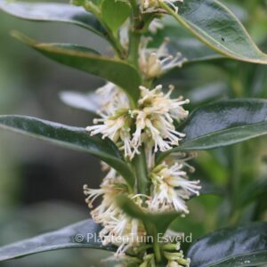 Sarcococca confusa