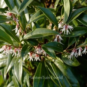 Sarcococca hookeriana 'Pmoore03' (WINTER GEM)