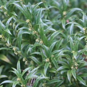Sarcococca hookeriana 'Schillingii'