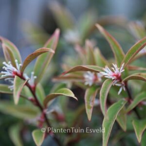 Sarcococca hookeriana digyna