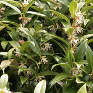 Sarcococca hookeriana humilis