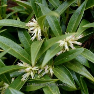 Sarcococca humilis 'Sarsid 1' (FRAGRANT MOUNTAIN)