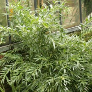 Sarcococca ruscifolia