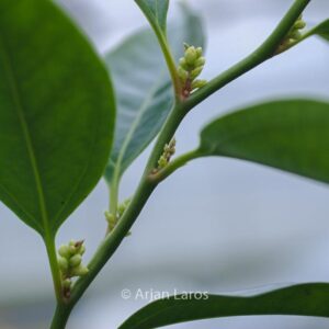Sarcococca wallichii