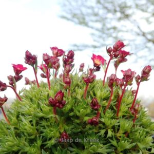 Saxifraga arendsii 'Pixie'