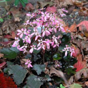 Saxifraga cortusifolia 'Black Ruby'