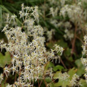 Saxifraga cortusifolia 'Wada'