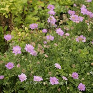 Scabiosa 'Vivid Violet'