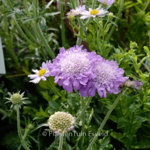 Scabiosa columbaria 'Mariposa Blue'