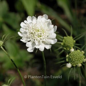 Scabiosa ochroleuca