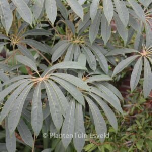 Schefflera taiwaniana