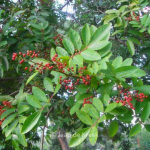 Schinus terebinthifolia