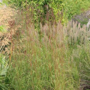 Schizachyrium scoparium