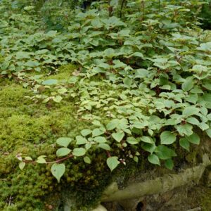 Schizophragma hydrangeoides