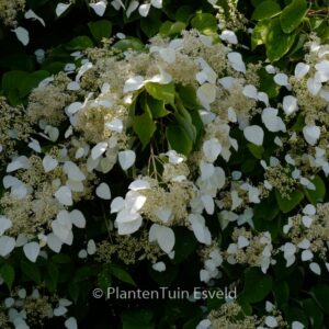 Schizophragma hydrangeoides 'Moonlight'