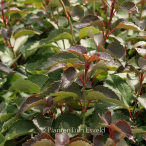 Schizophragma hydrangeoides 'Rose Sensation'