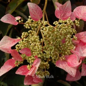 Schizophragma hydrangeoides 'Roseum'