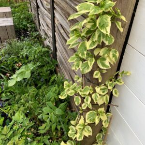 Schizophragma hydrangeoides 'Shiro-fuka-fukurin'
